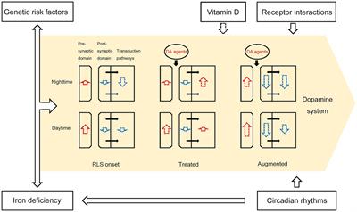 Exploring the causes of augmentation in restless legs syndrome